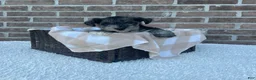 Miniature Schnauzer dogs for sale: Sandy - Ad 1