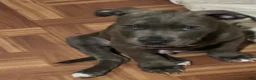 American Pit Bull Terrier dogs for sale: American Pit Bull Terrier 3 - Ad 1