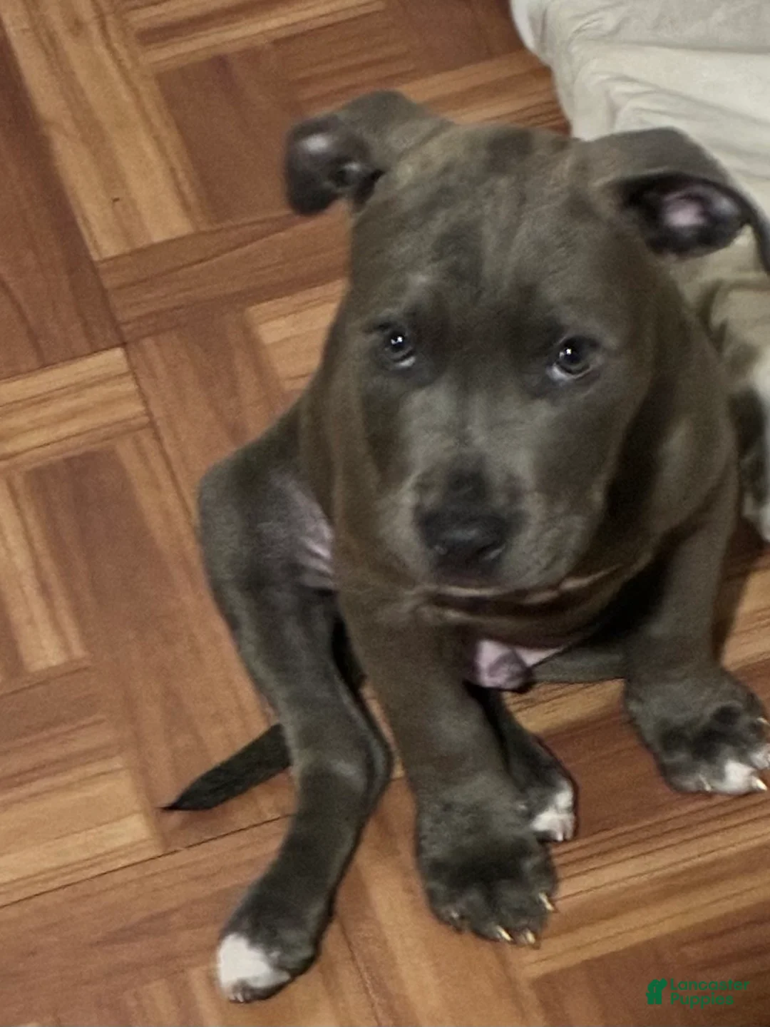 American Pit Bull Terrier dogs for sale: American Pit Bull Terrier 3 - Ad 1