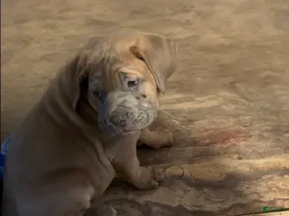 Cane Corso dogs Cane Corso Puppy 1 - Ad 13