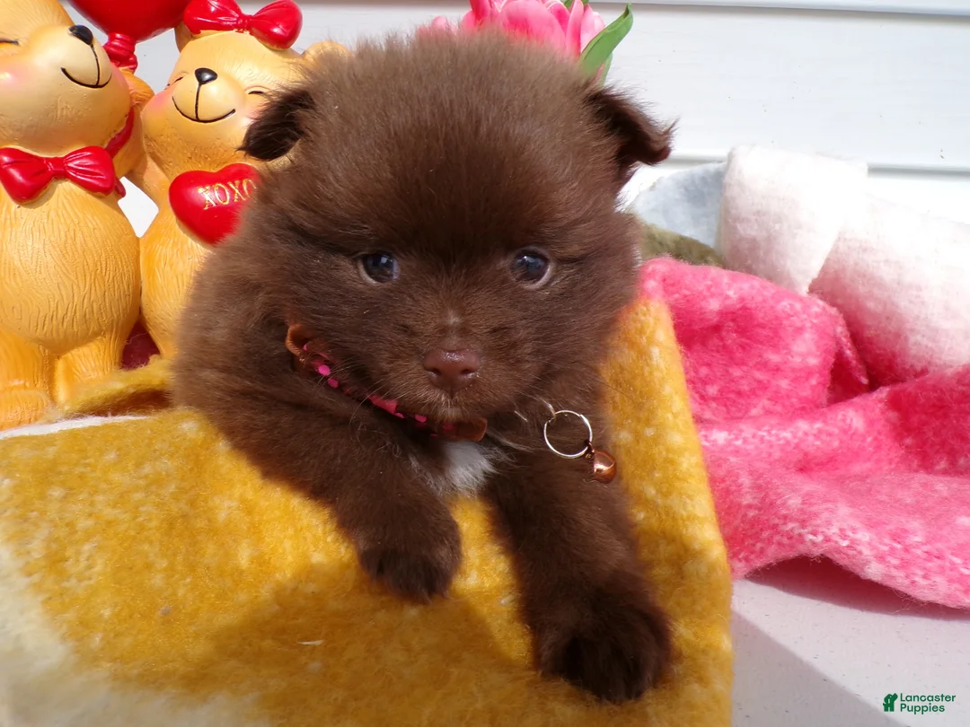 Pomeranian dogs for sale: Pomeranian Puppy 7 Dougy - Ad 1