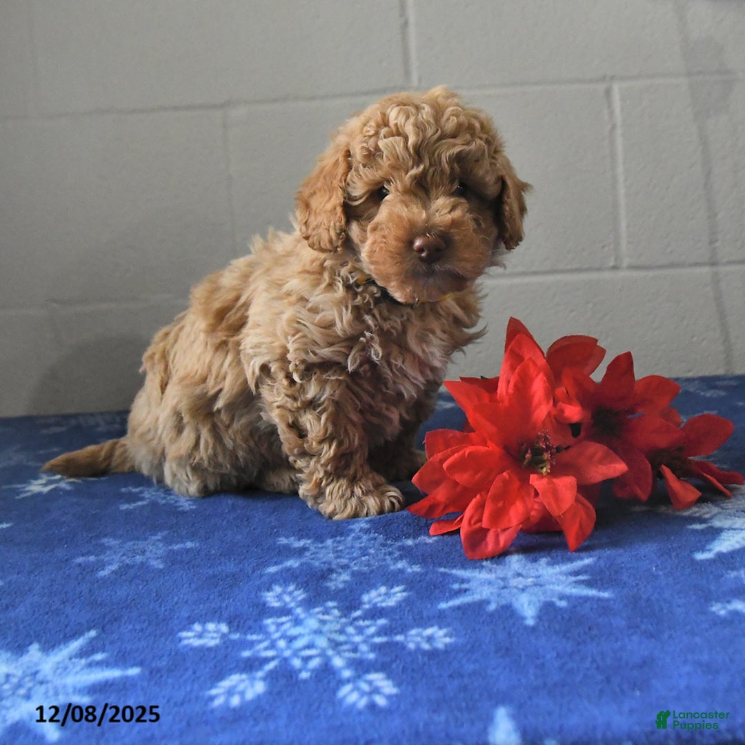 Miniature Labradoodle dogs for sale: Radar - Ad 1