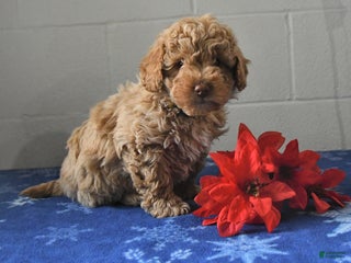 Miniature Labradoodle dogs Radar - Ad 41