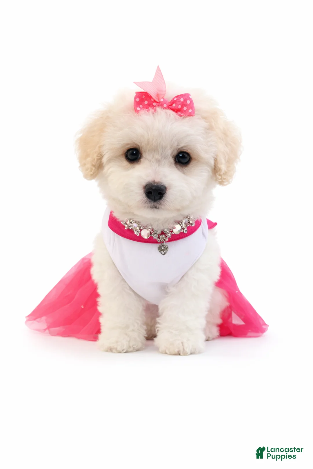 Maltipoo dogs for sale: Salsa - Ad 1