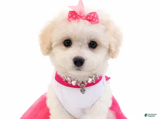 Maltipoo dogs Salsa - Ad 3