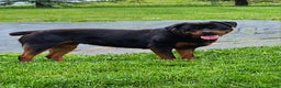 Rottweiler dogs for sale: Warrior  - Ad 8