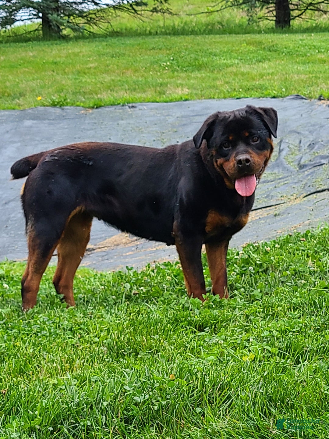 Rottweiler dogs for sale: Warrior  - Ad 8