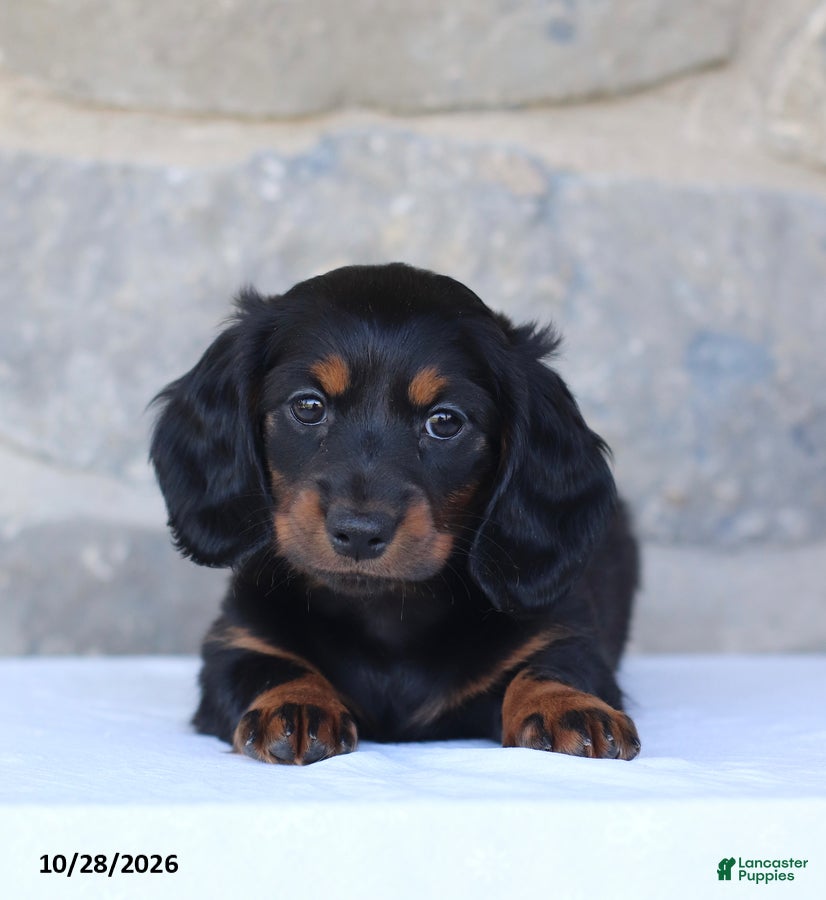 Dachshund dogs for sale: Talia - Ad 2
