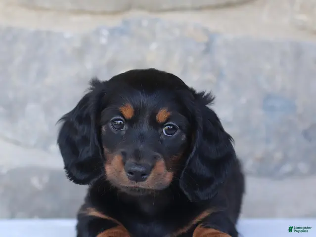 Dachshund dogs for sale: Talia - Ad 2