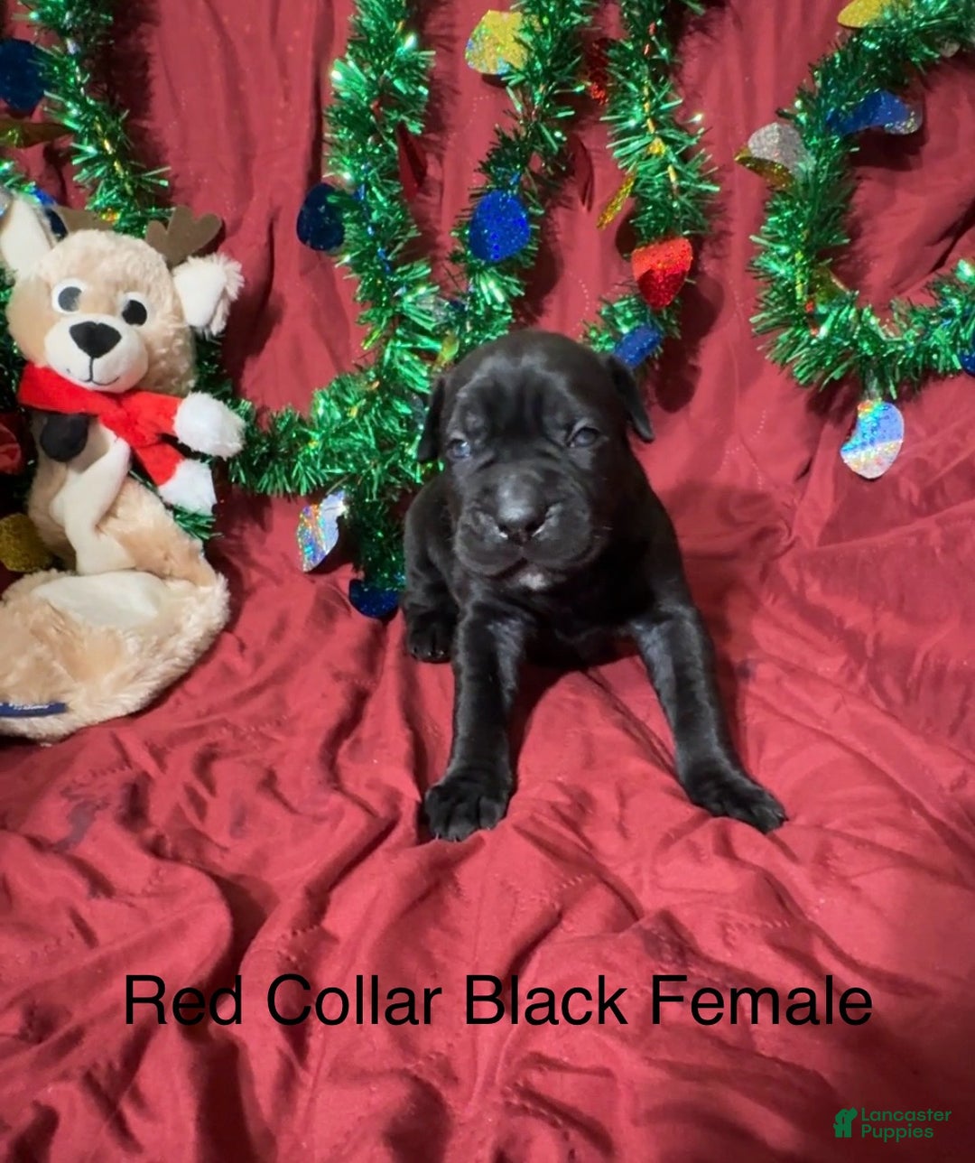 Cane Corso dogs for sale: Red - Ad 2