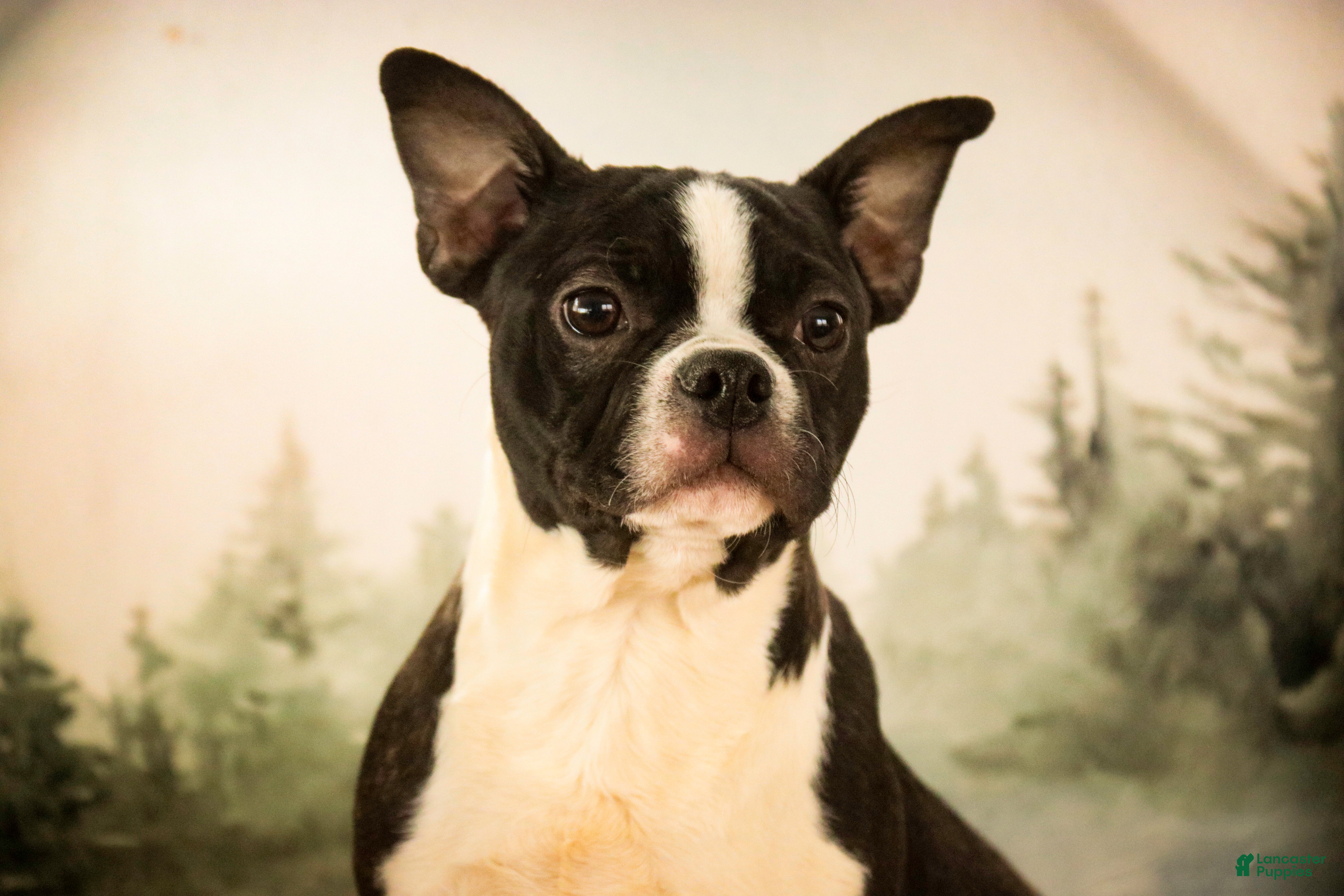 Boston Terrier dogs Howie - Ad 2