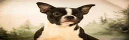 Boston Terrier dogs for sale: Howie - Ad 2