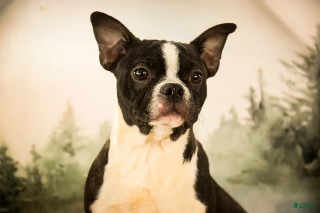 Boston Terrier dogs for sale: Howie - Ad 2
