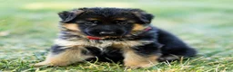 German Shepherd dogs for sale: Zinnia - Ad 9