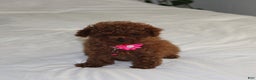 Toy Poodle dogs for sale: Bella - Ad 3