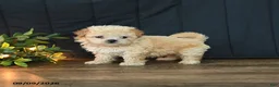 Mixed Breed dogs for sale: Tommy - Ad 4