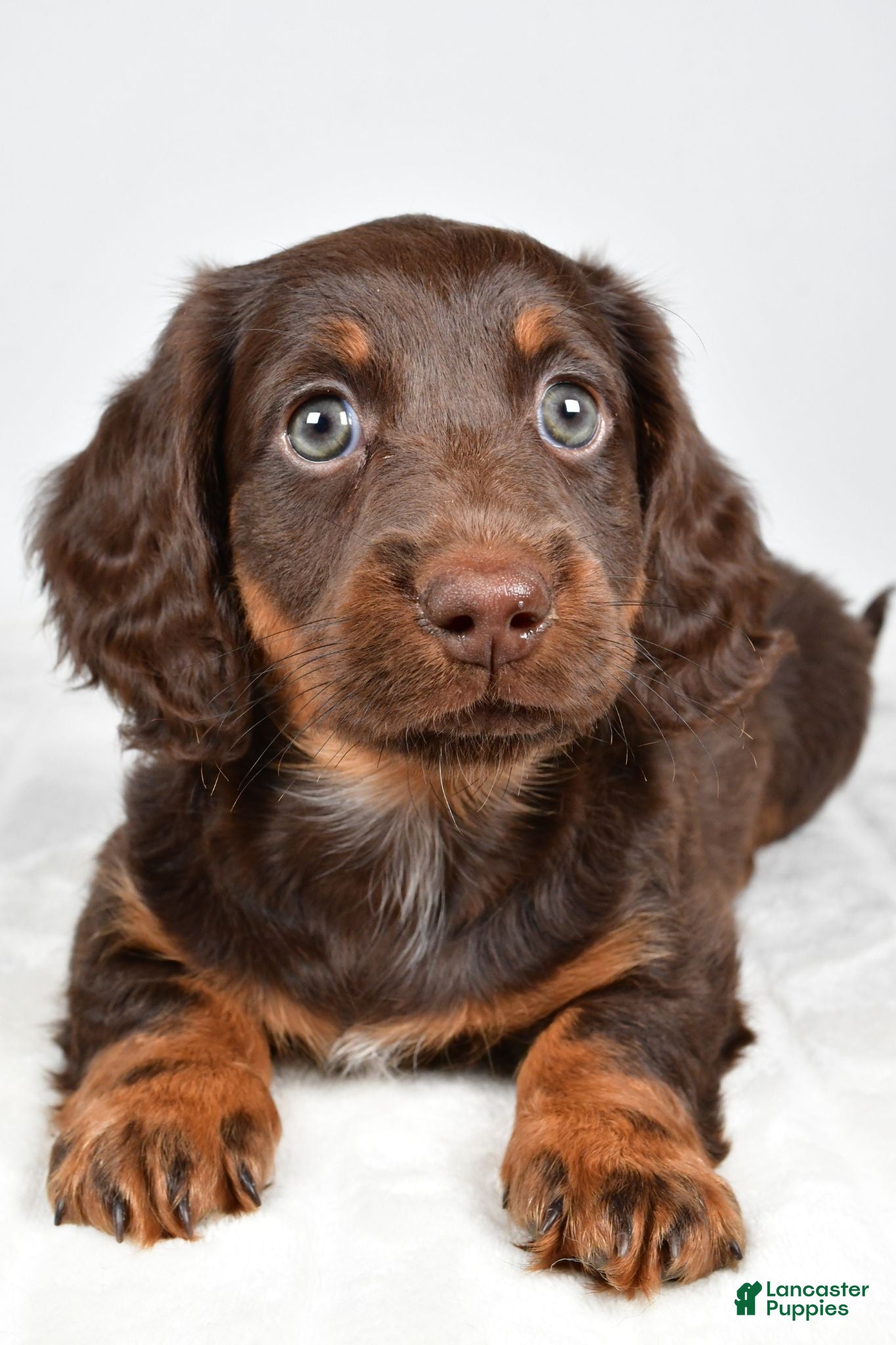 Miniature Dachshund dogs Kendra - Ad 2