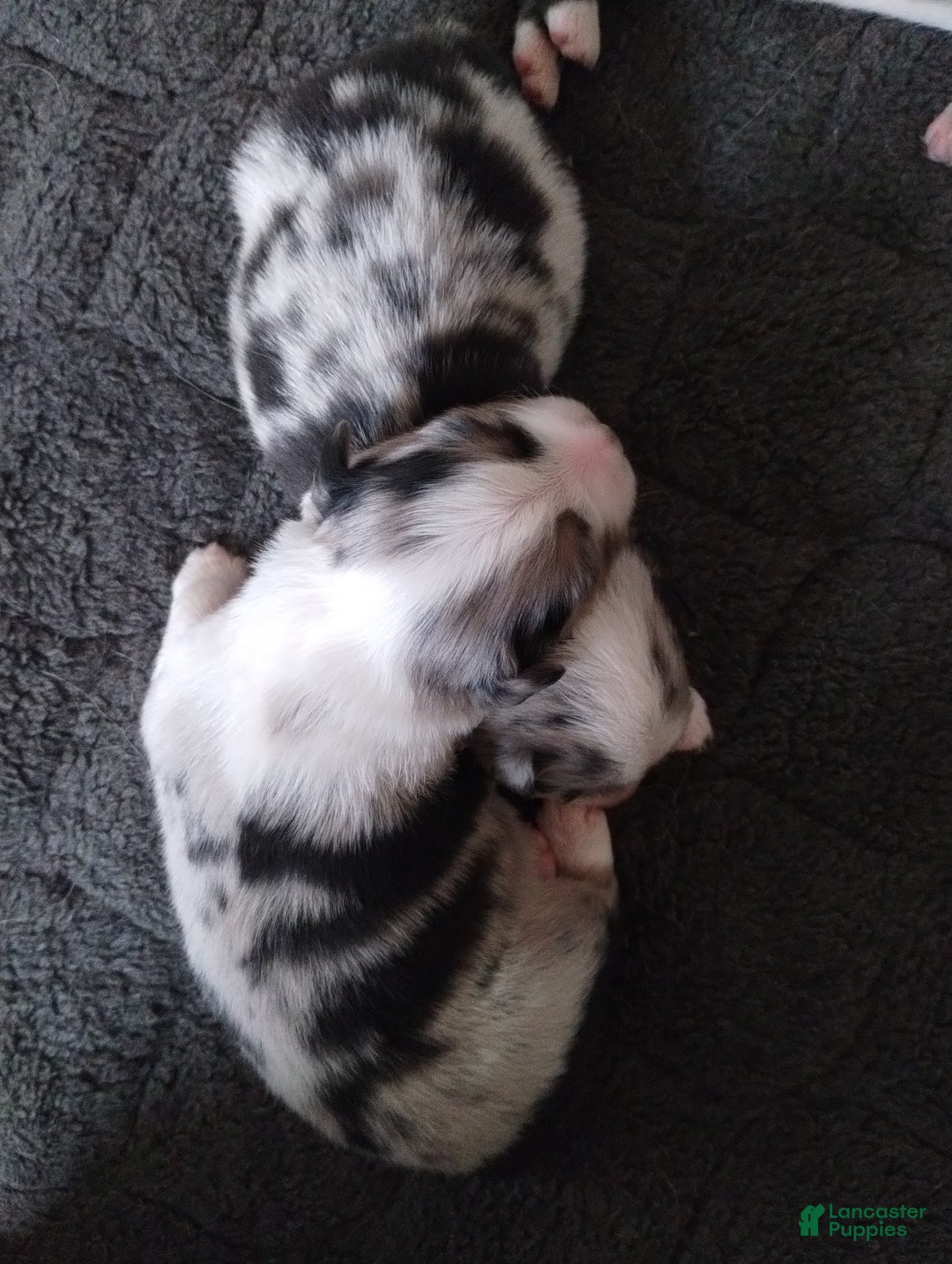 Miniature Australian Shepherd dogs for sale: Nickel - Ad 20