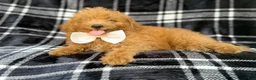 Mini Goldendoodle dogs for sale: Dayton - Ad 6