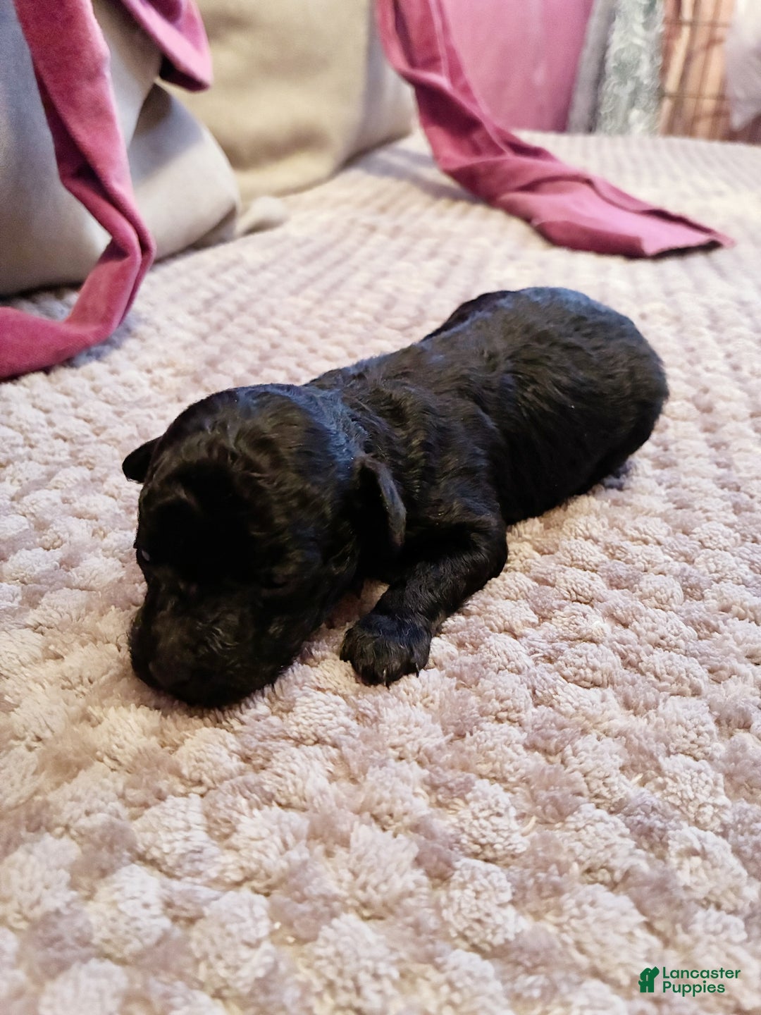 Toy Poodle dogs for sale: Ptolemaic Tut ,  Toy Poodle Puppy  - Ad 3