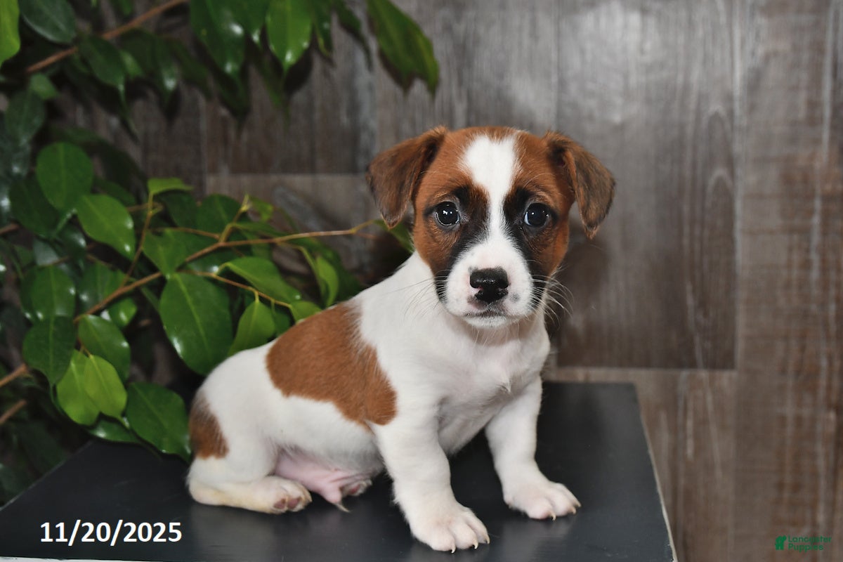 Jack Russell Terrier dogs Leader - Ad 42