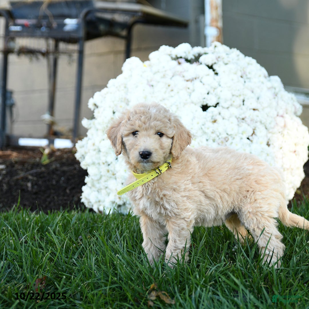 Goldendoodle dogs for sale: Bobby - Ad 3