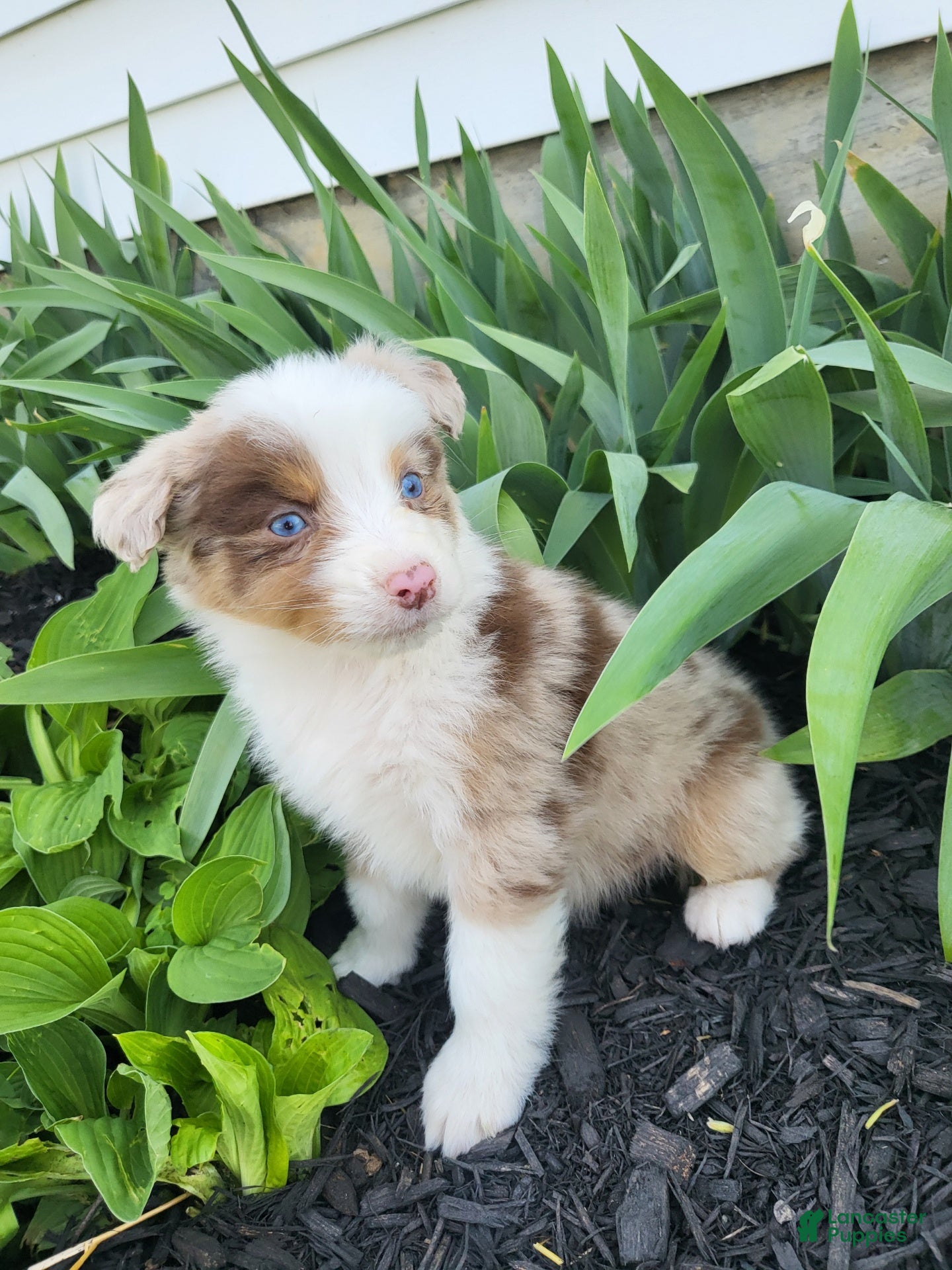 Australian Shepherd dogs Australian Shepherd Puppy 3 - Ad 35