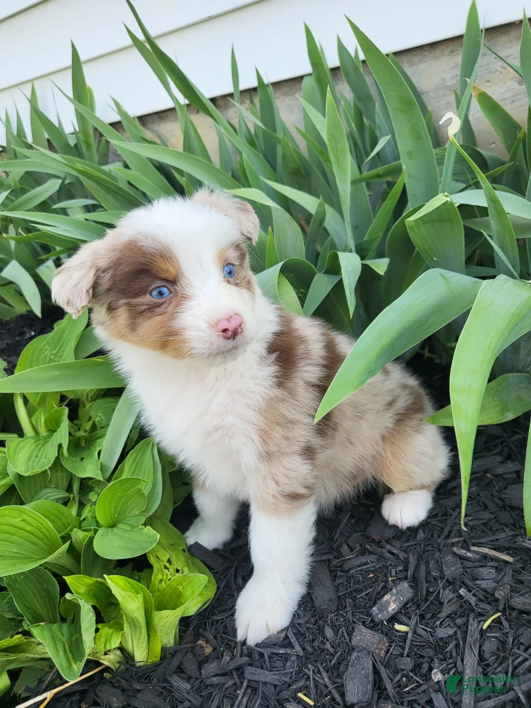 Australian Shepherd dogs for sale: Australian Shepherd Puppy 3 - Ad 1