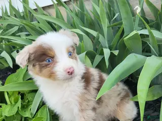 Australian Shepherd dogs Australian Shepherd Puppy 3 - Ad 36