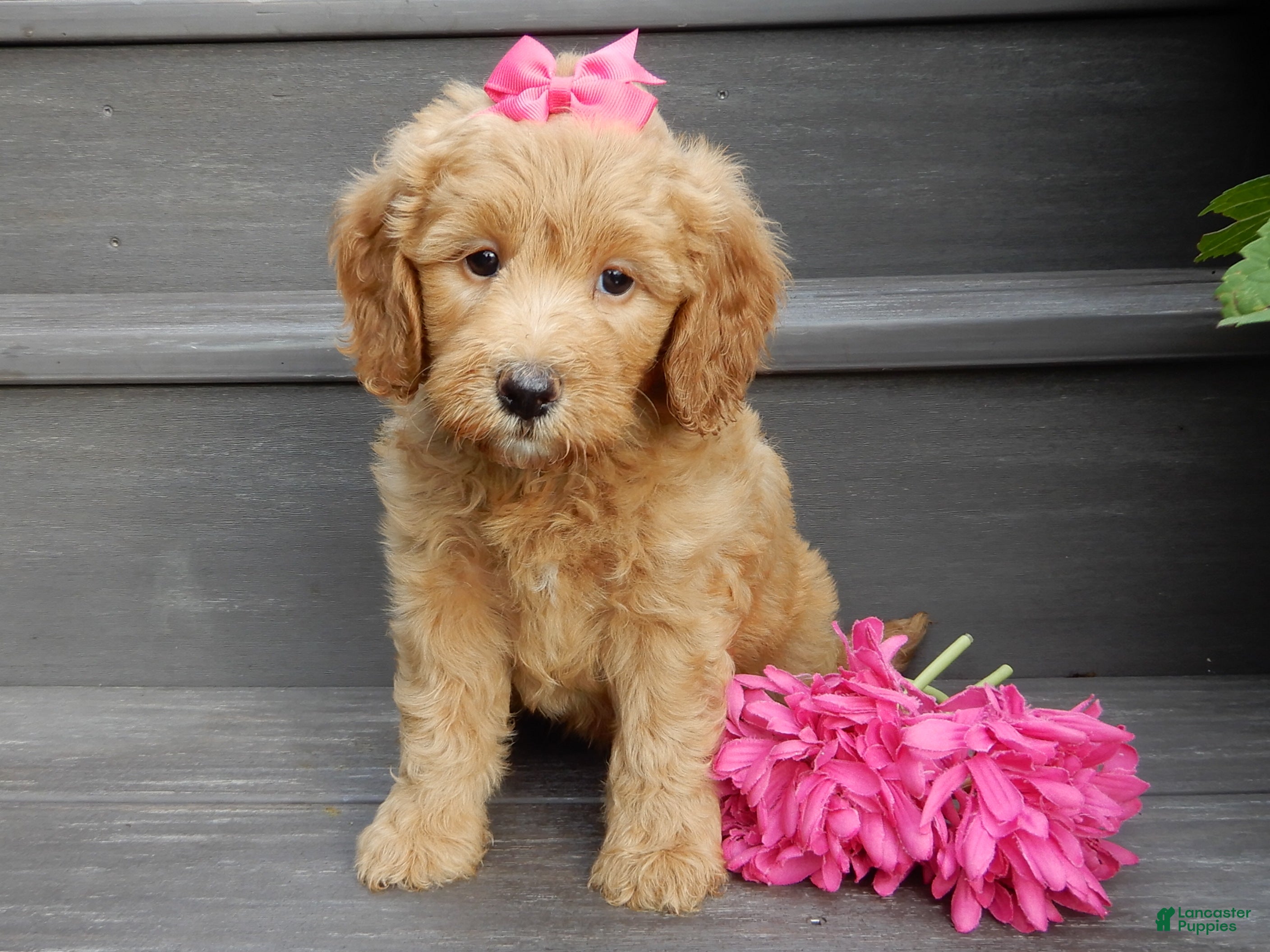 Mini Goldendoodle dogs Peaches - Ad 1
