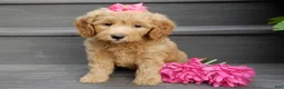 Mini Goldendoodle dogs for sale: Peaches - Ad 1