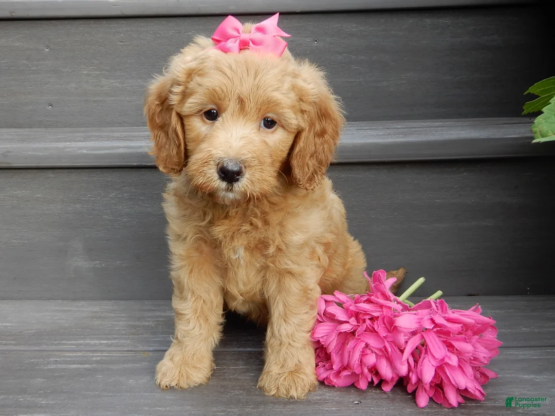 Mini Goldendoodle dogs for sale: Peaches - Ad 1
