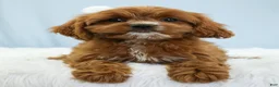 Cavapoo dogs for sale: Toffee 🧁 - Ad 7