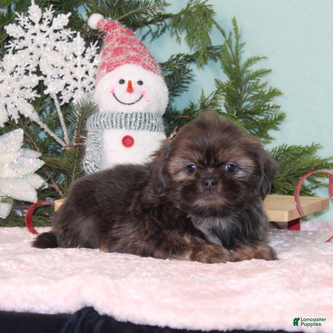 Shih Tzu dogs for sale: Mistletoe - Ad 4