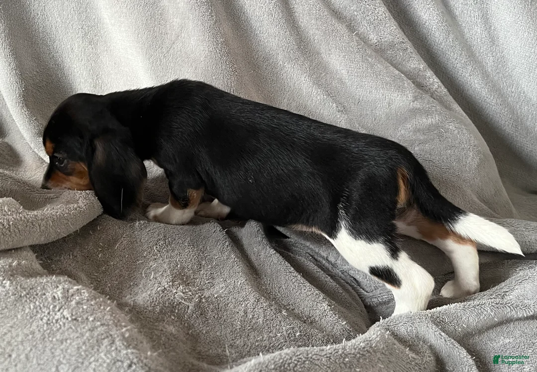 Beagle dogs for sale: Beagle Puppy 5 - Ad 2