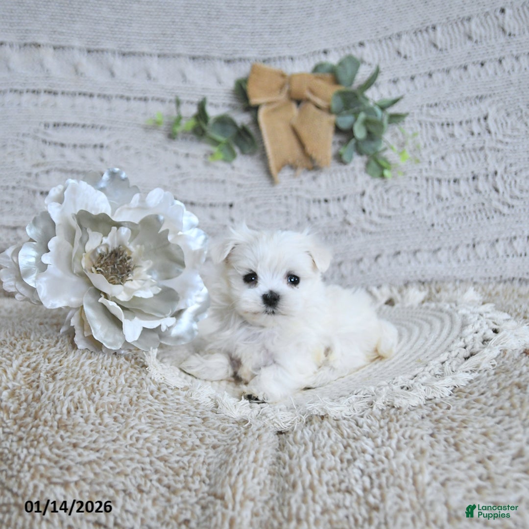 Maltese dogs for sale: Cupid EXTRA SMALL - Ad 4