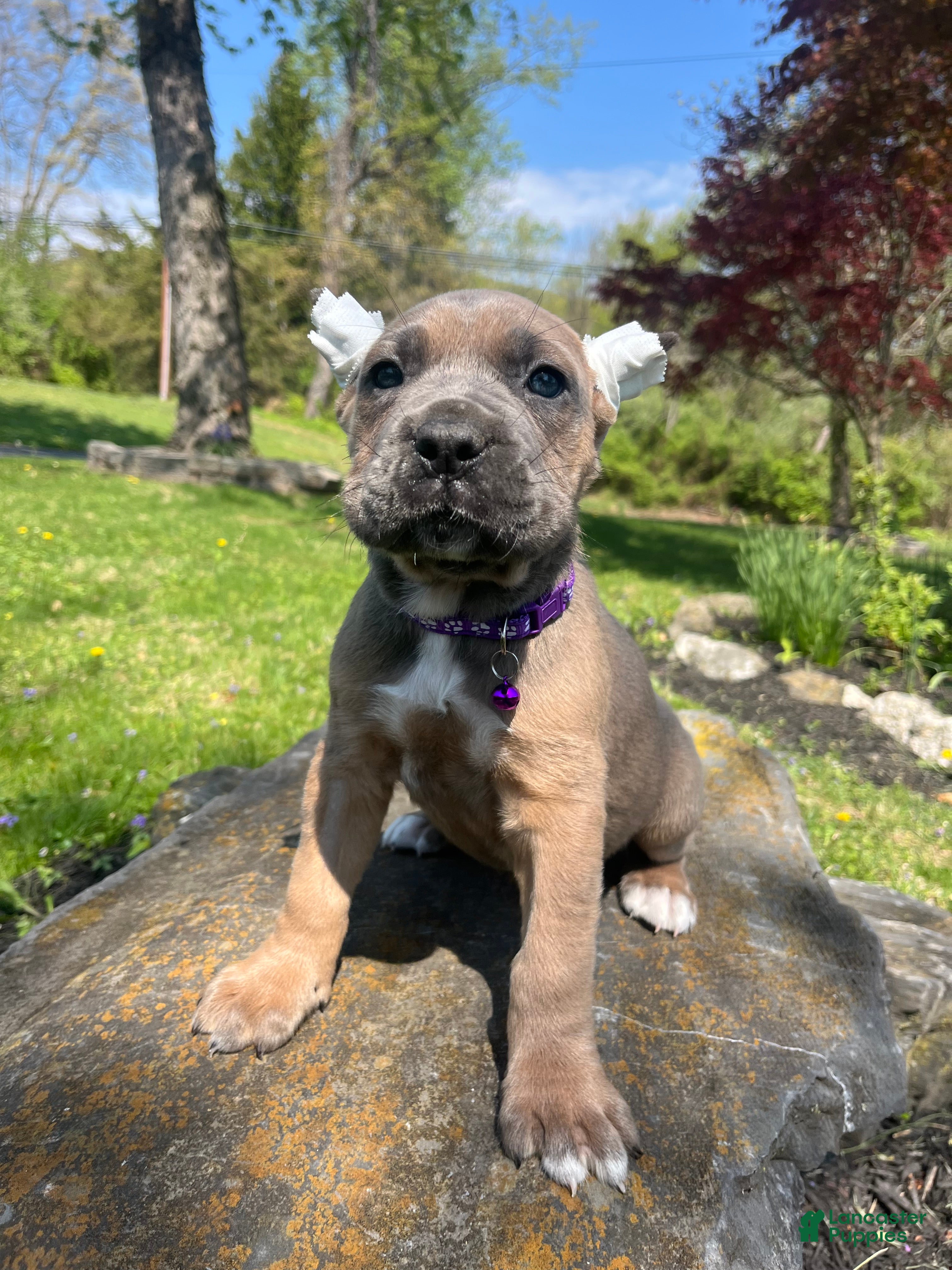 Cane Corso dogs Zara - Ad 1