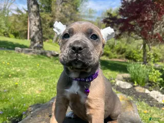 Cane Corso dogs for sale: Zara - Ad 1