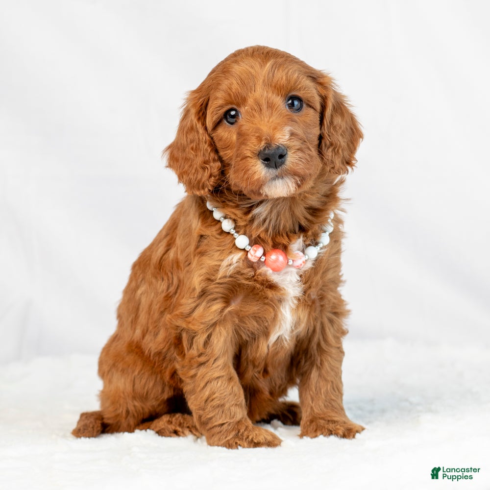 Mini Goldendoodle dogs for sale: Lucy - Ad 1