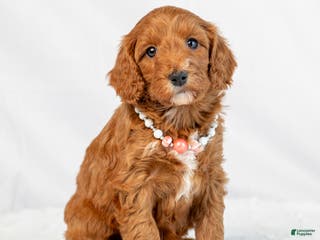 Mini Goldendoodle dogs for sale: Lucy - Ad 1