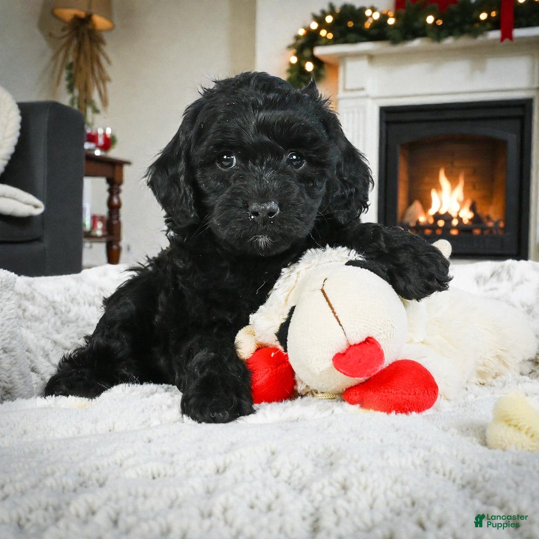 Cockapoo dogs for sale: cindy - Ad 2