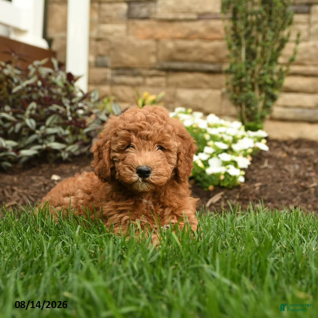 Mini Goldendoodle dogs for sale: Ava  - Ad 2