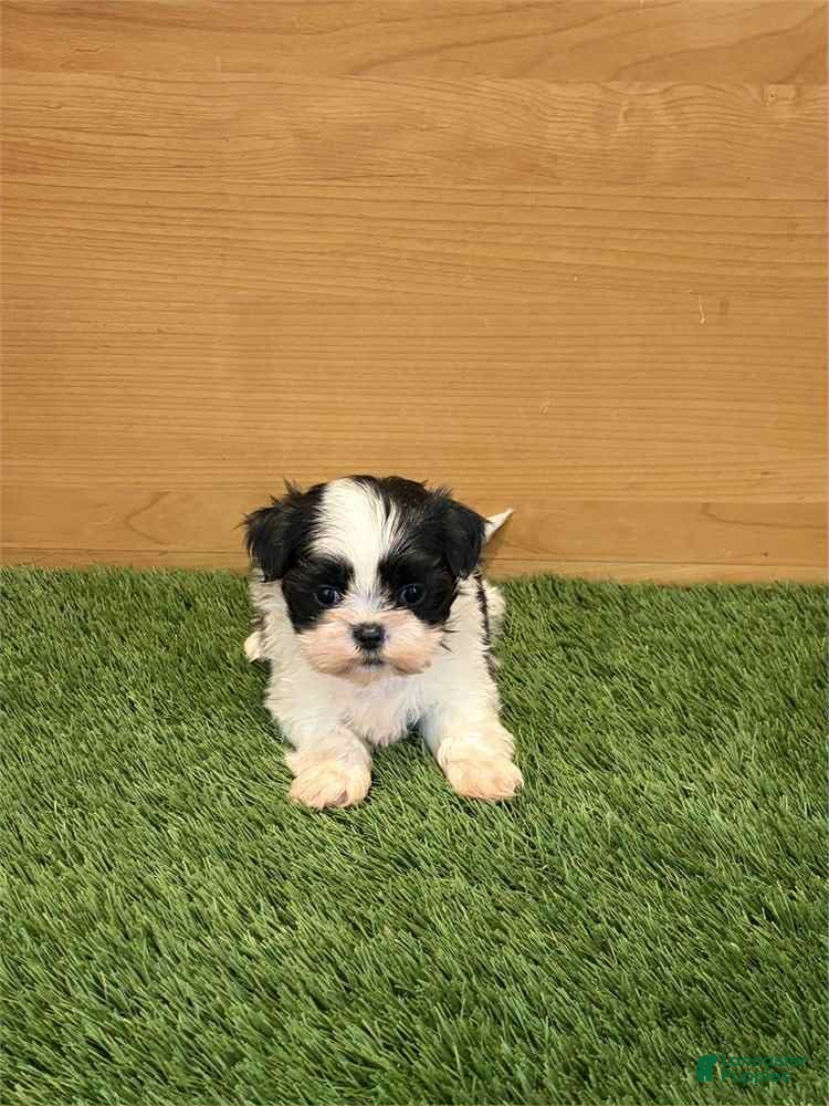 Shih Tzu dogs Cash - Ad 27