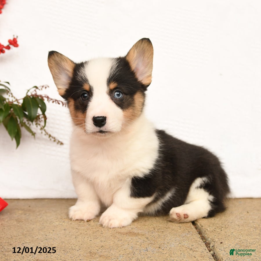 Welsh Corgi Pembroke dogs Panda - Ad 23