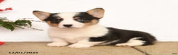 Welsh Corgi Pembroke dogs for sale: Panda - Ad 1