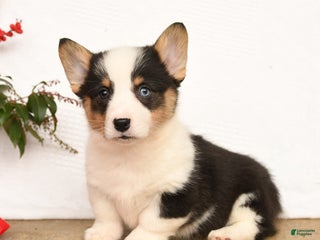 Welsh Corgi Pembroke dogs Panda - Ad 19