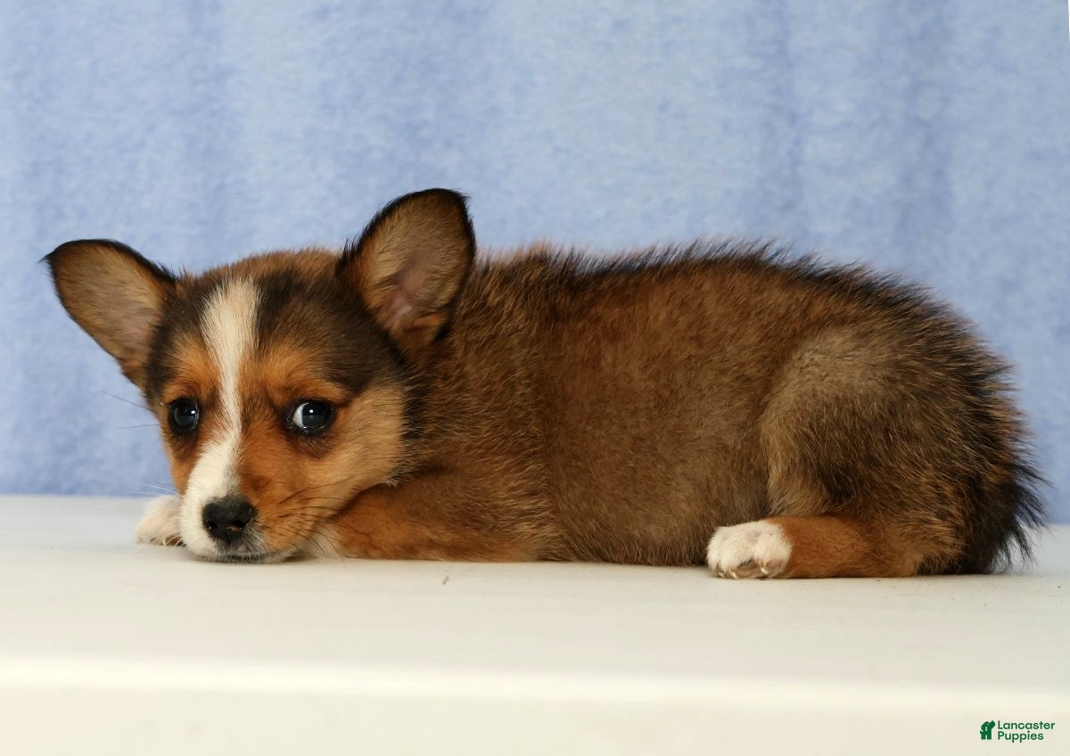 Mixed Breed dogs Daisy - Ad 2