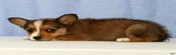 Mixed Breed dogs for sale: Daisy - Ad 2