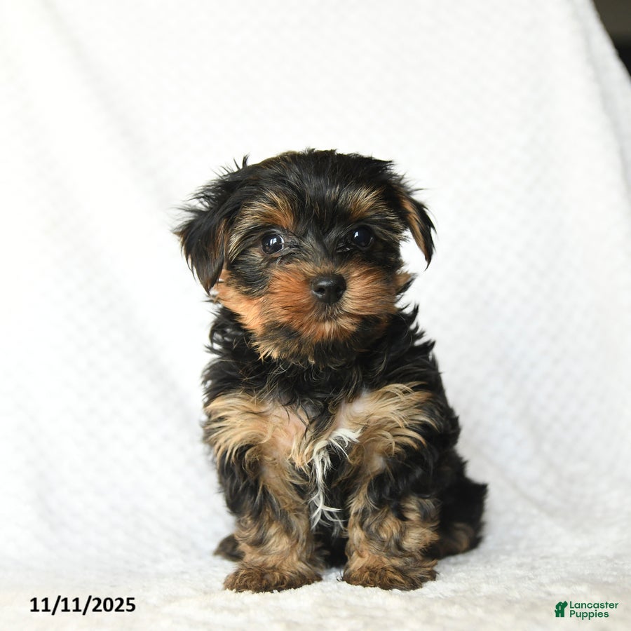 Yorkshire Terrier dogs Kelsey - Ad 33