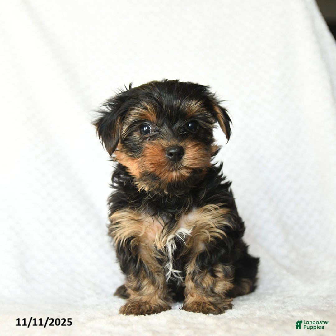Yorkshire Terrier dogs for sale: Kelsey - Ad 1